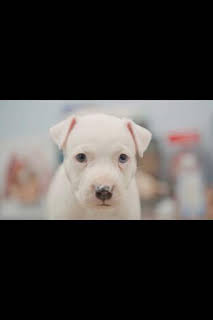 17:50: Critter fixers: Veterinarios rurales: Piel de gallina | Nat Geo Wild | 3/30 2026