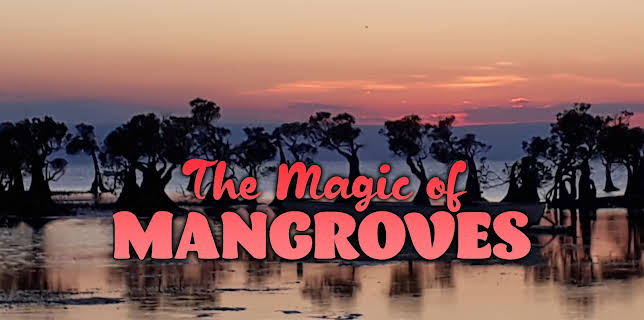 The Magic of Mangroves (2020)