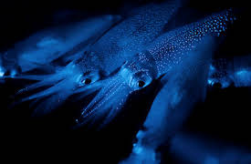 Night on Earth: Dark Seas