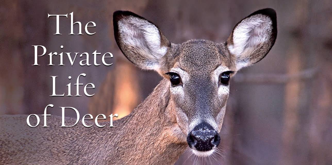 The Private Life of Deer (2013)