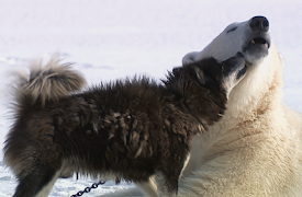 Usannsynlige dyrevenner: Dogs Gone Wild