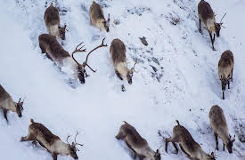 Nature Watching: How to Find and Observe Wildlife: Migratory Trails Explain Much about Life