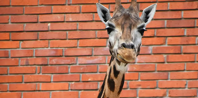 17:10: Seehund, Puma & Co. | Radio Bremen | 2/17 2026