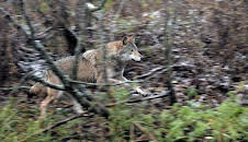 Wilder Grenzgänger - Der Wolf ist zurück