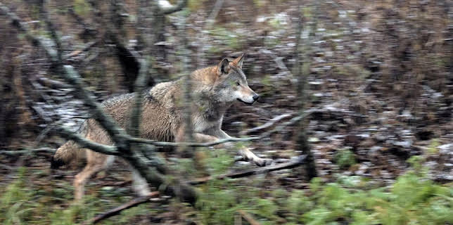 08:55: Wilder Grenzgänger - Der Wolf ist zurück | Arte | 11/26 2025