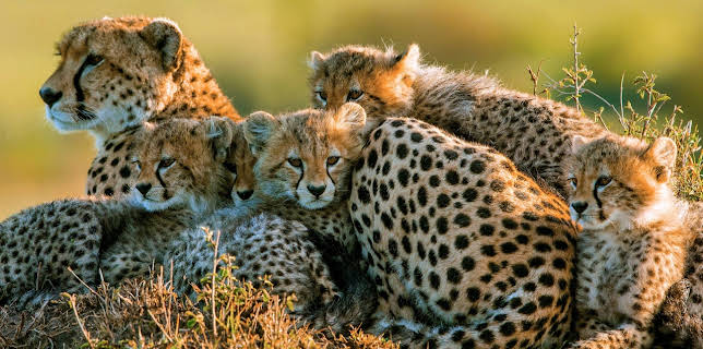 17:50: Die fünf Geparde - Gemeinsam durch die Serengeti | Arte | 12/11 2025