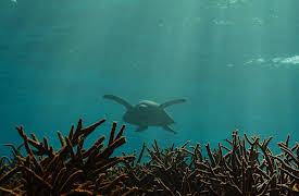 discovery+ Immersions, Season 1: Sea Turtle Serenity