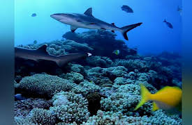 Creatures of the Deep Season 1: Sharks of Lost Island