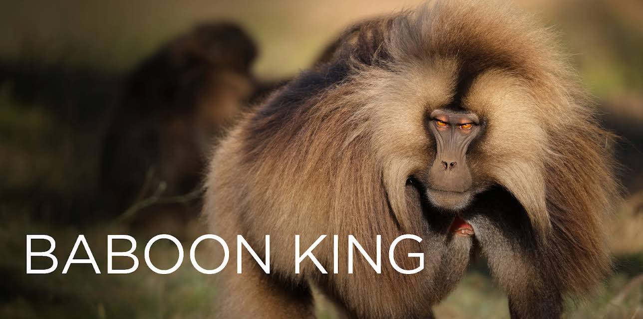 Baboon King (2017)