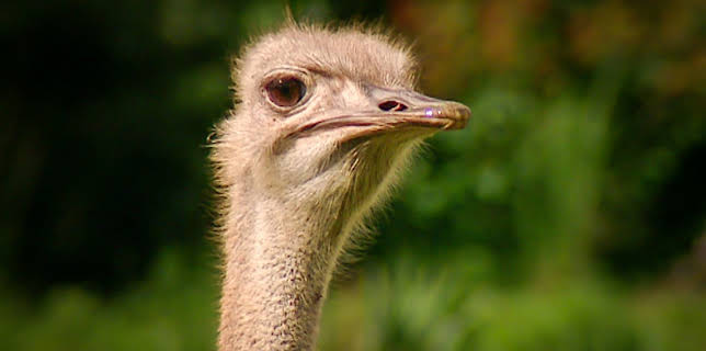 14:25: Elefant, Tiger & Co. (274) | MDR Fernsehen | 3/17 2026