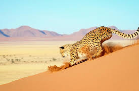 Critical Kingdoms: Stories of Hope, Season 1: Africa