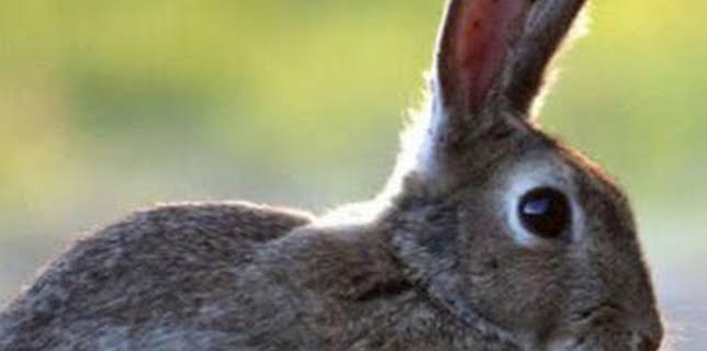 15:45: Hispania, tierra de conejos | La Otra | 3/23 2026