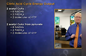Biochemistry and Molecular Biology: How Life Works: Metabolism Meets at the Citric Acid Cycle