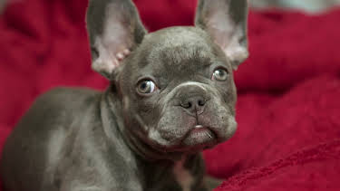 20:45: Hundehuset: Kevin | NRK 2 | 4/30 2026