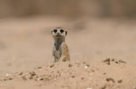 Meerkat Manor: Rise of the Dynasty, Season 1: Coming of Age