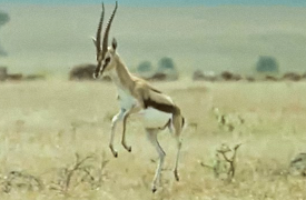 The Trials of Life: Talking to Strangers