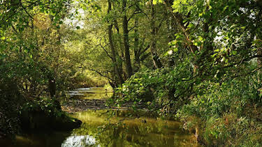 20:15: Der Bach | RBB Fernsehen | 5/3 2026