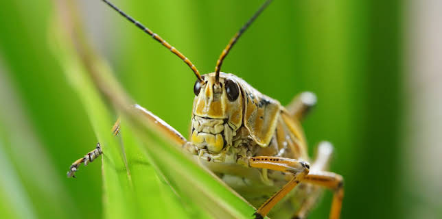 19:00: Extinct Or Alive (S1 E3) (S1) | Animal Planet | 11/16 2025