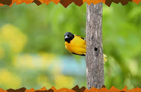 Awesome Animals and Mini Me: Season 1: Birds