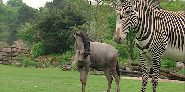 10:35: Elefant, Tiger & Co. (311) | MDR Fernsehen | 2/4 2026