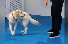 Dog Training 101: Tricks: Wave, Take a Bow, Spin, Heel