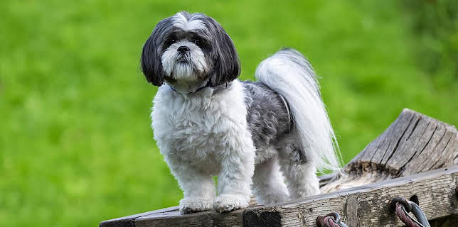 12:25 PM: Dog Squad (S2) | Cbeebies | 1/30 2026