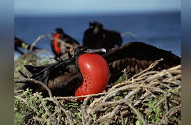 Life of Birds: The Eloquent Communicators