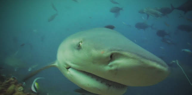 11:00 PM: History's Deadliest With Ving Rhames | History | 3/15 2026