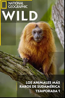 00:25: Los animales más raros de Sudamérica: Tierra de gigantes y pigmeos | Nat Geo Wild | 2/14 2026