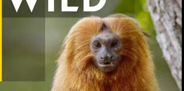 01:20: Los animales más raros de Sudamérica: Mutantes salvajes | Nat Geo Wild | 2/14 2026