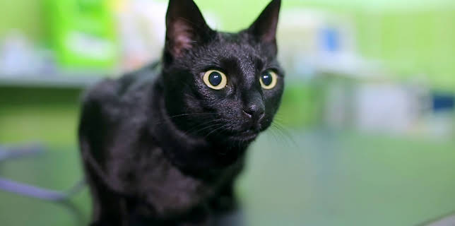 19:00: How Do Animals Do That? (S1 E5) (S1) | Animal Planet | 2/7 2026