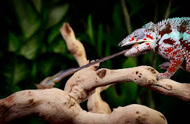 Animal DNA: The Scaly Truth