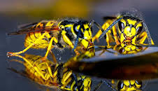 Sind Wespen Gamechanger der Evolution?