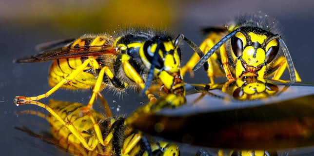 09:15: Sind Wespen Gamechanger der Evolution? | Arte | 1/25 2026