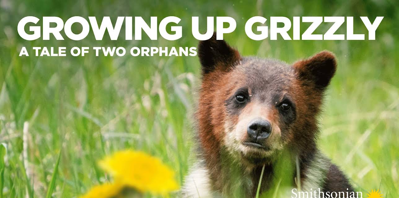 Growing Up Grizzly
