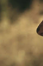 Andrew Harwood Mills as 