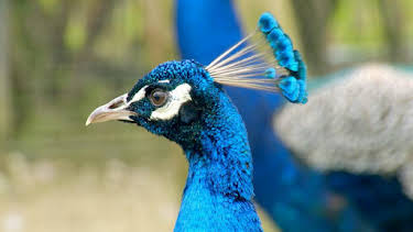 1:40 PM: Go Wild (S2) | Cbeebies | 2/6 2026