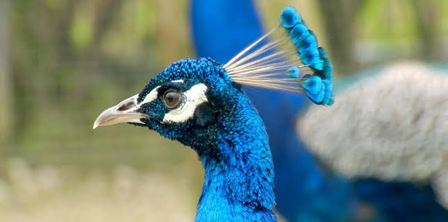 12:35 PM: Go Wild (S2) | Cbeebies | 1/17 2026