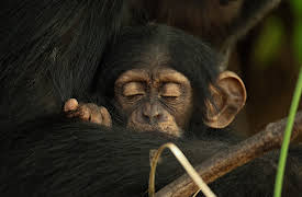 The Secret Lives of Animals: Raising a Family