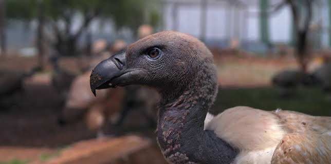 19:00: Dyrenes utrolige evner (S1 E21) (S1) | Animal Planet | 11/15 2025