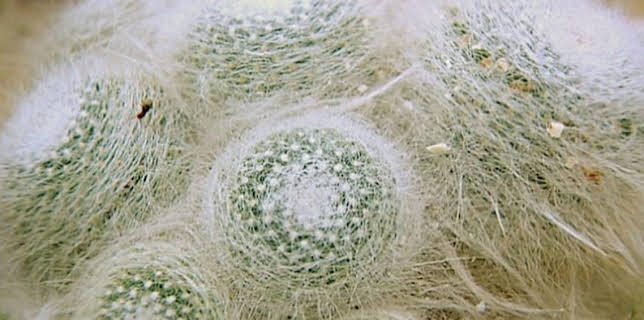 1:50 PM: The A to Z of TV Gardening | BBC One Wales | 12/21 2025