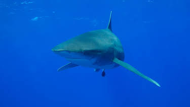 4:00 PM: Planet Earth (S1 E11) (S1) | Yesterday | 12/29 2025