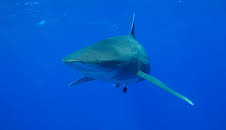 Planet Earth (S1 E11)