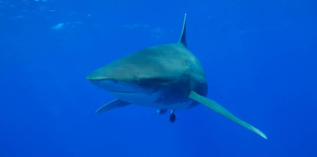 3:00 PM: Planet Earth (S1 E11) (S1) | Yesterday | 11/23 2025