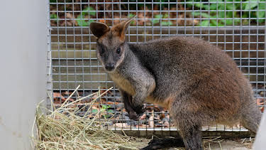 06:50: The Zoo (S4 E7) (S4) | Animal Planet | 4/14 2026