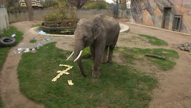 10:15: Elefant, Tiger & Co. (500) | BR Fernsehen | 7/16 2026
