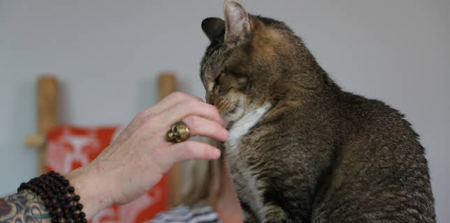 16:00: My Cat From Hell (S8 E3) (S8) | Animal Planet | 11/23 2025