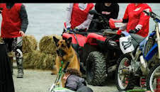 Hudson y Rex (T6): Ep.2 El bueno, el malo y el Rex