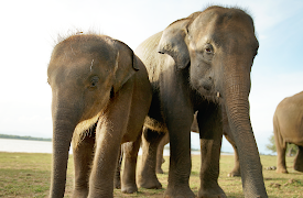 Secrets of the Elephants: Rainforest