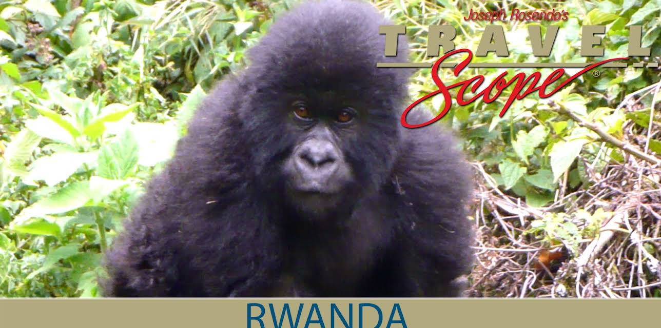 Rwanda - Among the Gorillas